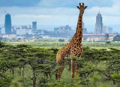 1 Day Nairobi National park  Excursion