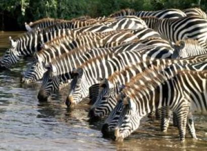 3 Days 2 Nights Masai Mara group tour