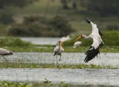 5 Days Budget Group Joining Safari Tour