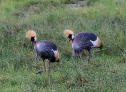 6 Days Budget Group Joining Safari Tour