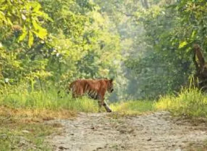 Chitwan Jungle Safari