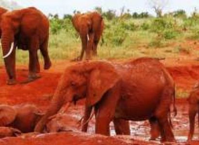 5 Days Special Safari TO Diani Beach