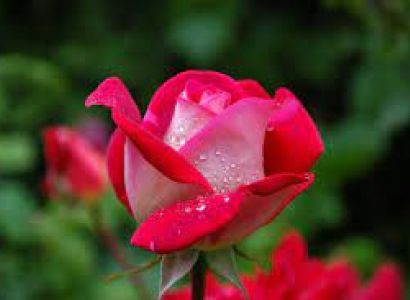 Crown of Kashmir Tour