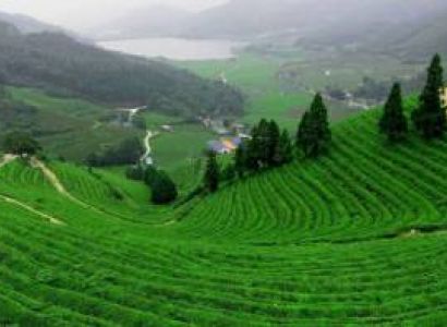 6 Night 7 Days Dooars