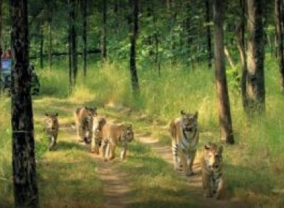 3 Night Tiger Photographic Safari Tour In Pench National Park