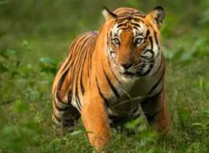 Jim Corbett Wildlife Tour with Mussoorie