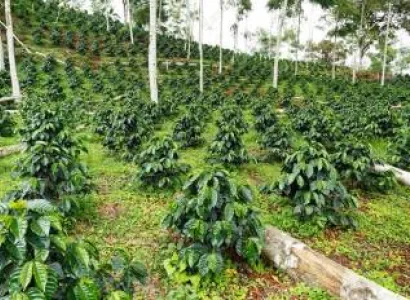 2night 3days Coorg package