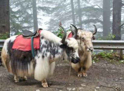 Yak Safari 5 Nights - 6 Days Tour