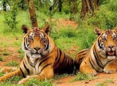 2 Night 3 Days Bhangarh Fort With Sariska National Park Tour