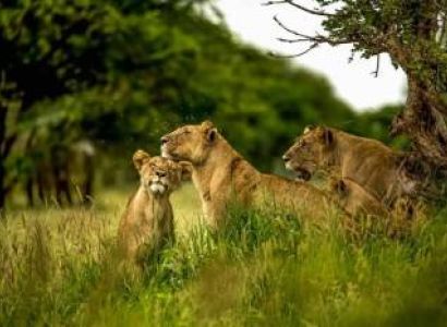 7 Days Big Five Luxury Safari in Tanzania