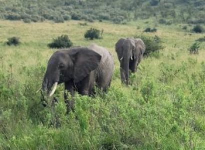 4 Days Elephant Safari Experience Tanzania