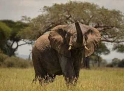 Timeless Tarangire National Park Add-on Tanzania