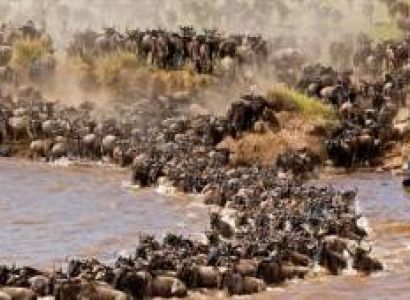 Wildebeest Calving Season in Tanzania Safari, January to March