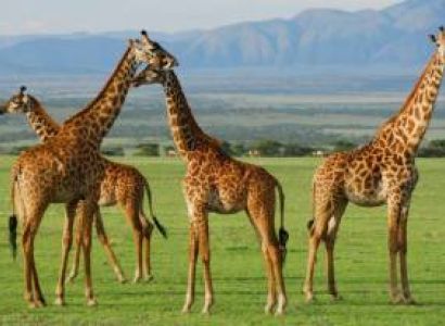 Short n Sweet Safari - Add-on Tanzania