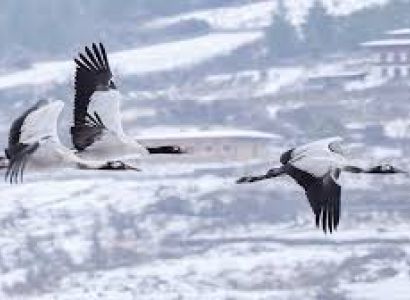 10 Nights - 11 Days Black Necked Crane Festival Tour