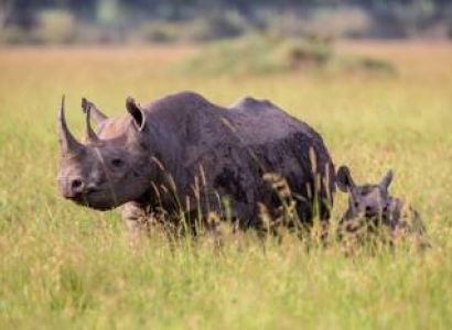 2 days 1 night safari