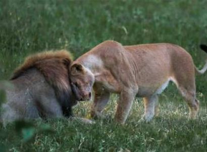 3 Nights 4 Days Selous Game Reserve Safari