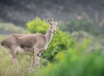 Kerala Tour Packages 3 Nights 4 Days Munnar Thekkady