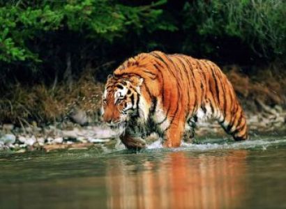 5 Nights 6 Days Assam Wildlife Tour