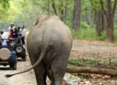 6 Nights 7 Days Madhya Pradesh Wildlife - Panna - Bandhavgarh - Kanha