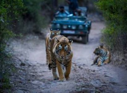 Jaipur - Ranthambore Wildlife Tour 03 Nights - 04 Days