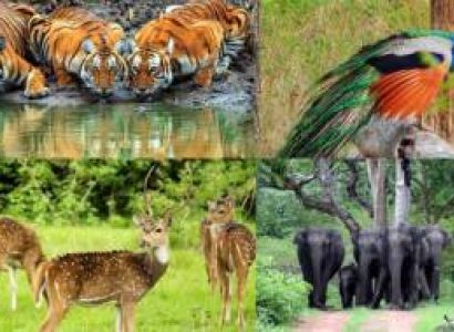 Bandipur Wildlife Tour From Bangalore