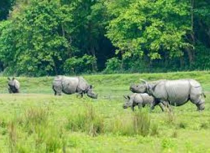 7N-8D Assam Rhino World  tour Package