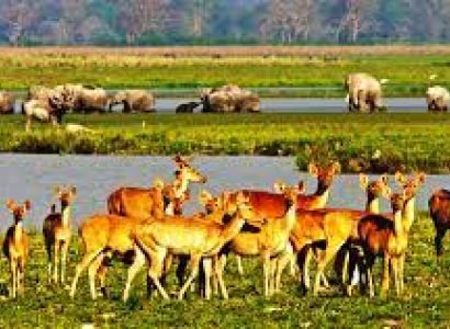 Aoling - Mopin Festival and Kaziranga Tour