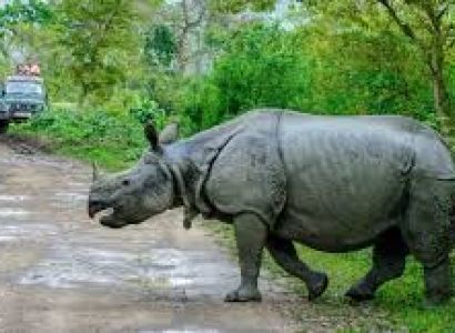 Assam and Arunachal Pradesh bird watching tour