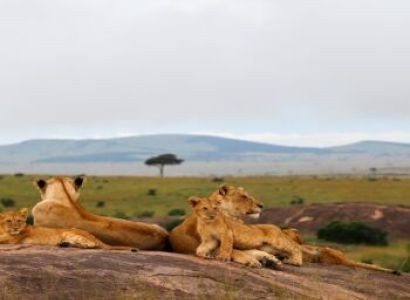 6 Days Maasai Mara, Lake Nakuru & Amboseli Private Safari
