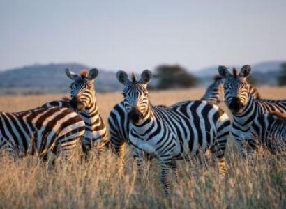 3 Days and 2 Nights Masai Mara Group Joining Budget Safari