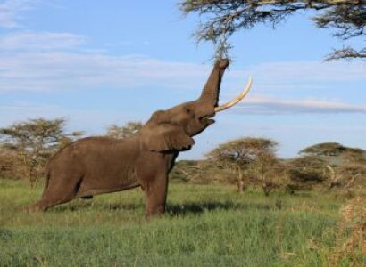 3 Days Best of Amboseli National Park Group Joining Safari-Kenya