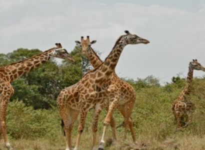 3 Days Private Maasai Mara Wildlife Safari in Kenya