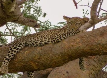 5 Days – 3 Favorite National Parks Safari From Mombasa/Diani