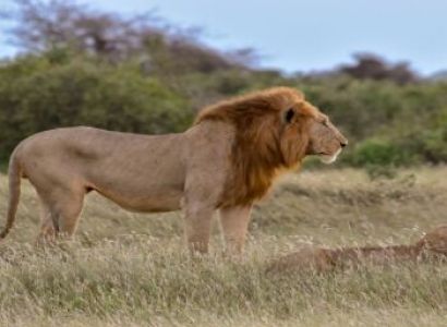 3-Day Private Masai Mara Safari from Nairobi
