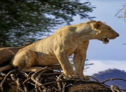 3-Day Samburu Private Safari from Nairobi