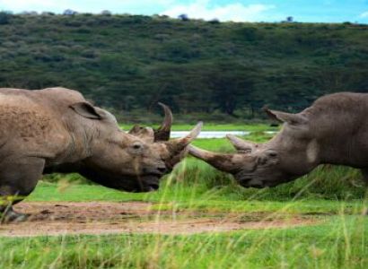 4-Day Maasai Mara & Lake Nakuru Private Safari from Nairobi