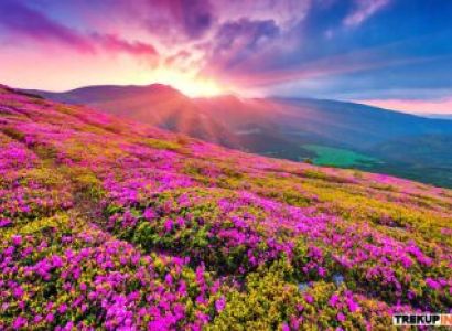 Valley Of Flowers Trek Tour