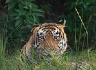 Sariska Tour Package - 2 Nights 3 Days