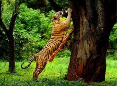 Wayanad Luxurious Wild