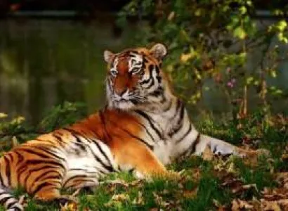 E explore Tadoba National Park And Pench National Park Tour