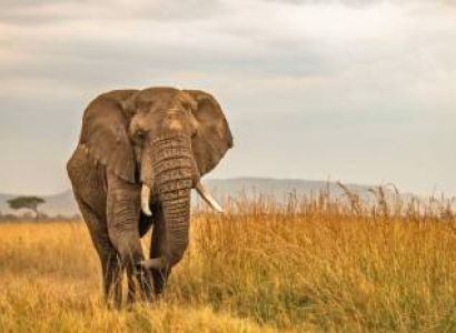 5 Nights 6 Days Kenya Safari