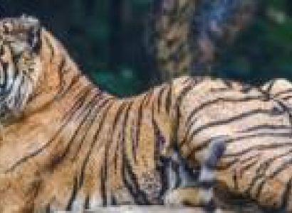 20 Nights - 21 Days Golden Triangle With Tigers