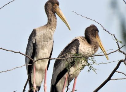 5 Nights - 6 Days Bird Paradise Tour