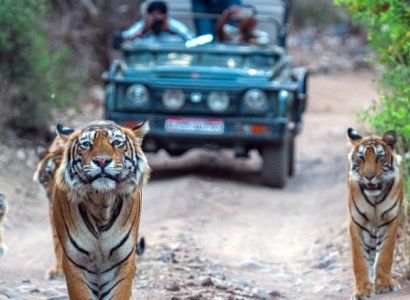 15 Nights - 16 Days South India Wildlife Tour