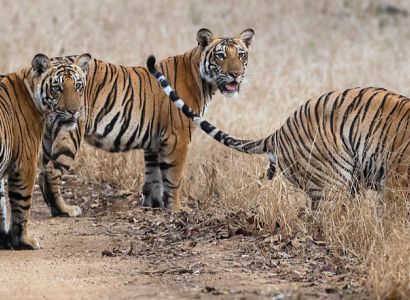 14 Nights - 15 Days Karnataka Tour With Wildlife