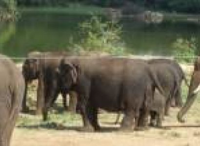 14 Nights - 15 Days India Tribal Tour With Wildlife