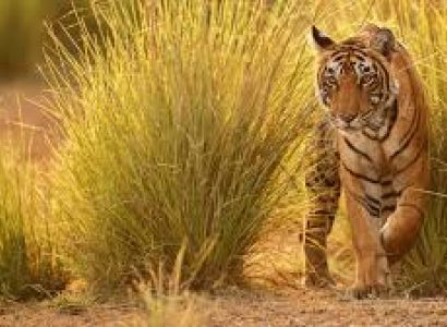 13 Nights 14 Days Tiger - Tribal Tour