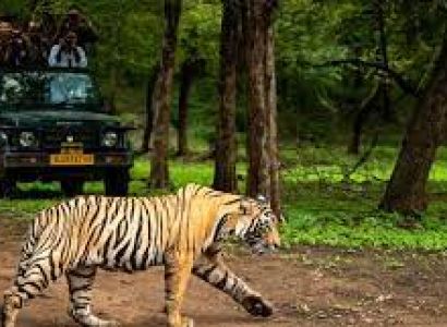 12 Nights - 13 Days Madhya Pradesh Wildlife Tour