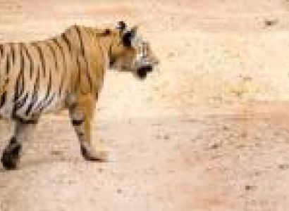 21 Nights - 22 Days Madhya Pradesh With Tiger Safari
